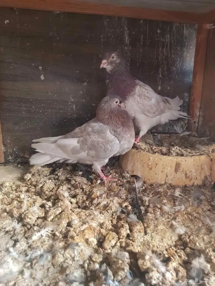 قطايف قطيفي الحد 350 9