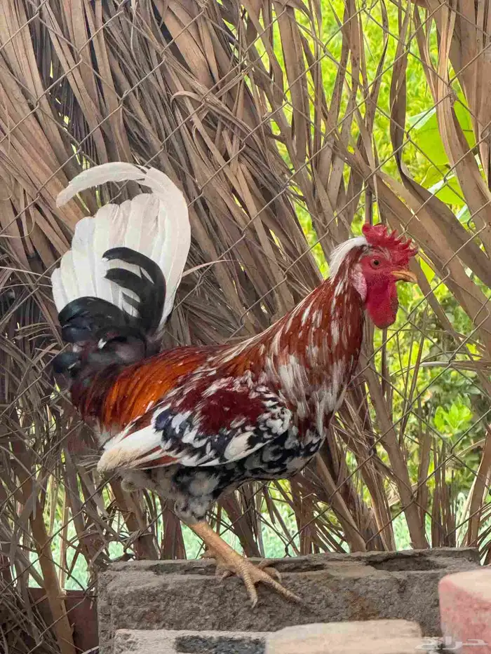 ديك ترثة مكنتوش 1