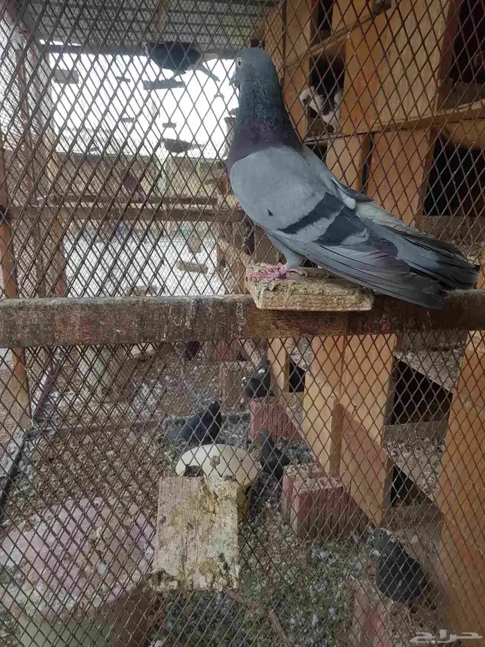 قطايف قطيفي الحد 350 6
