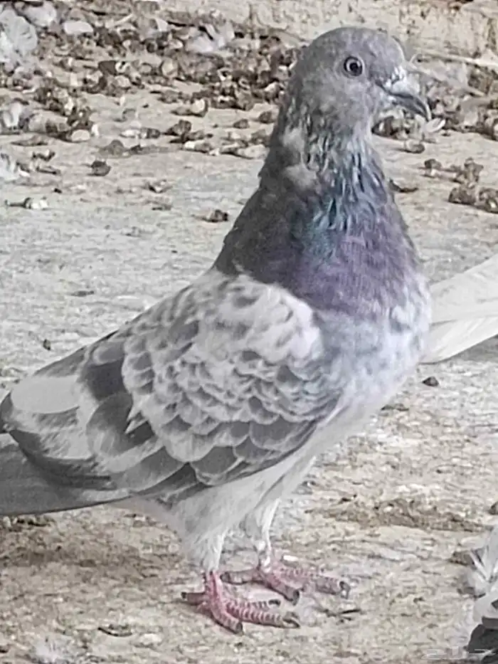 حمام الباكستاني 1