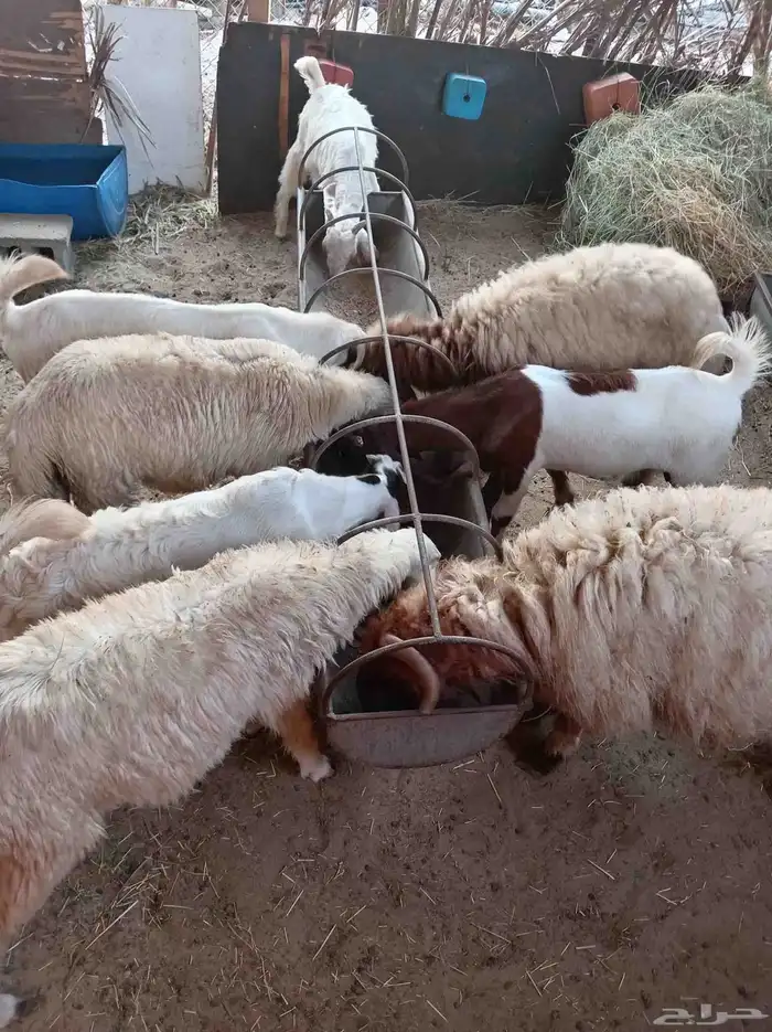 خرفان نعيم تيوس حلال طيب   الشرقية القطيف 0