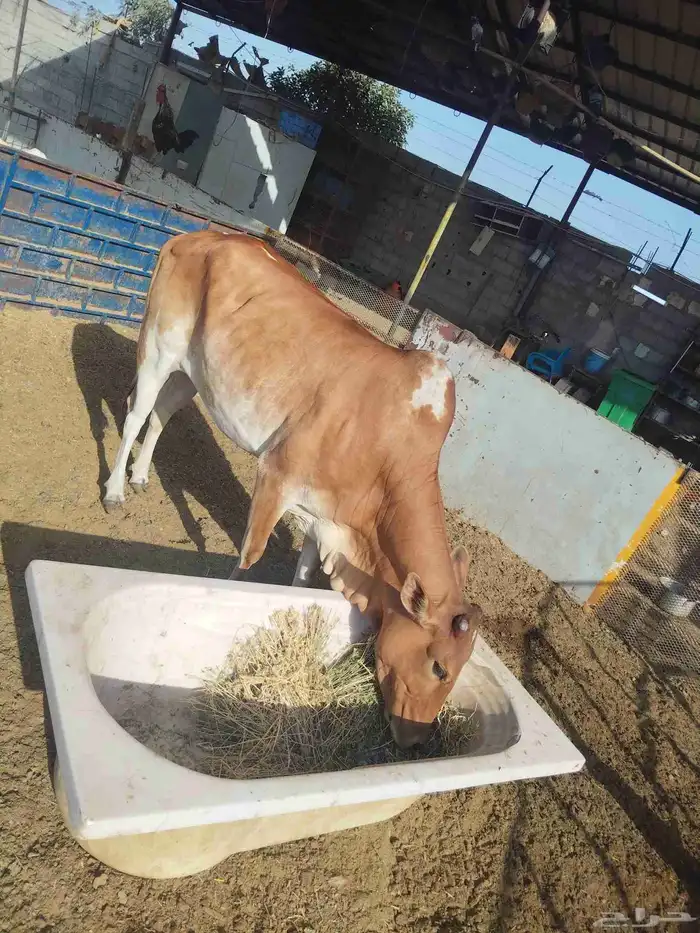بقره للبيع 3