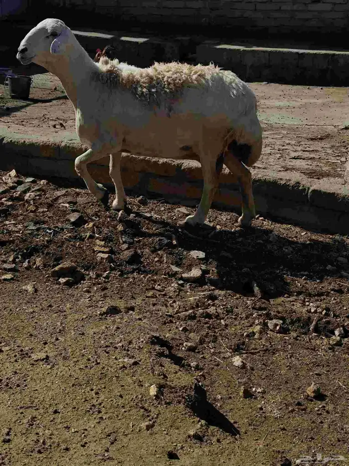 نعجه شحم للبيع 2