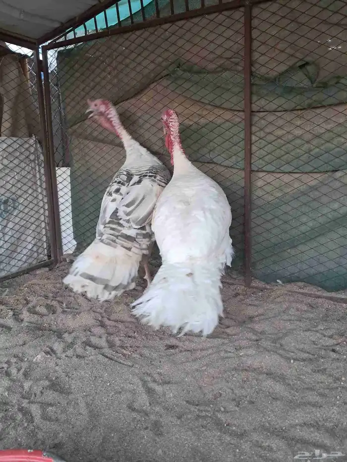 ديكين رومي فاخر 1
