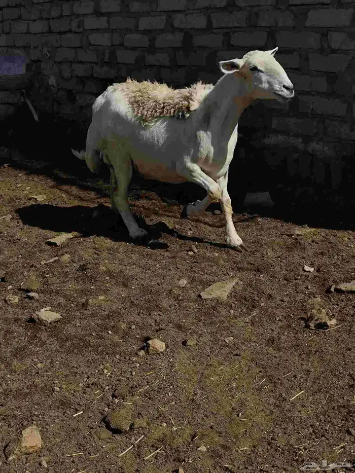 نعجه شحم للبيع 1