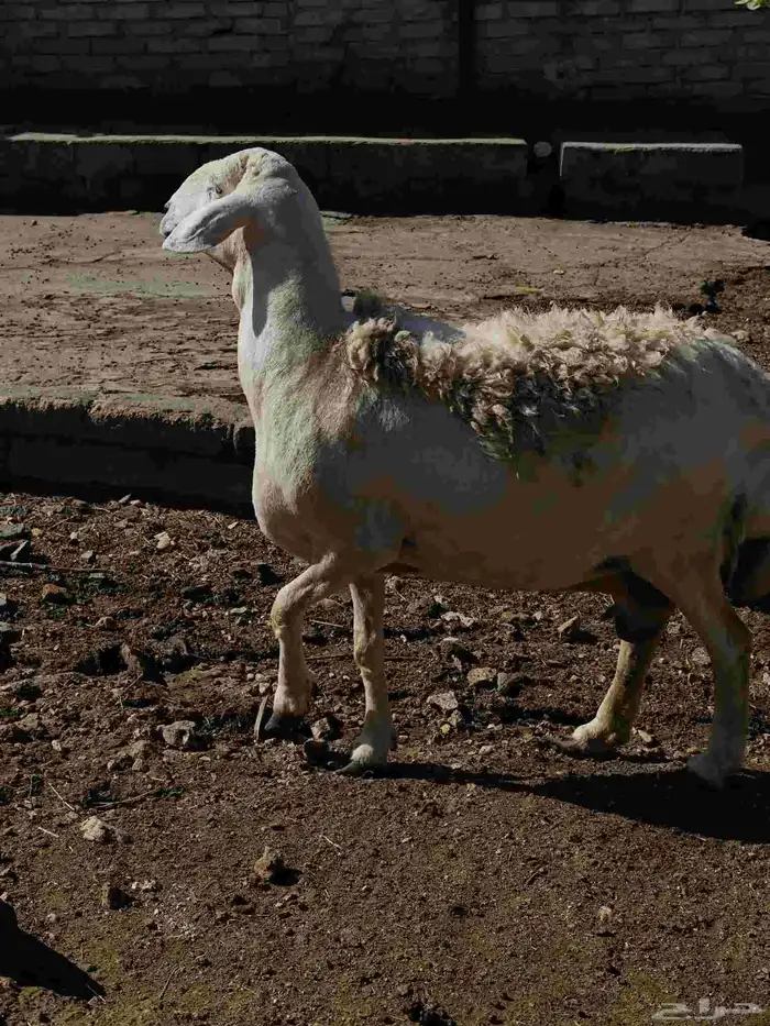 نعجه شحم للبيع 4
