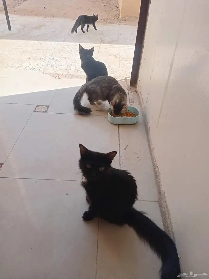 5 قطط  عمر 3 شهور هجين شيراز 0