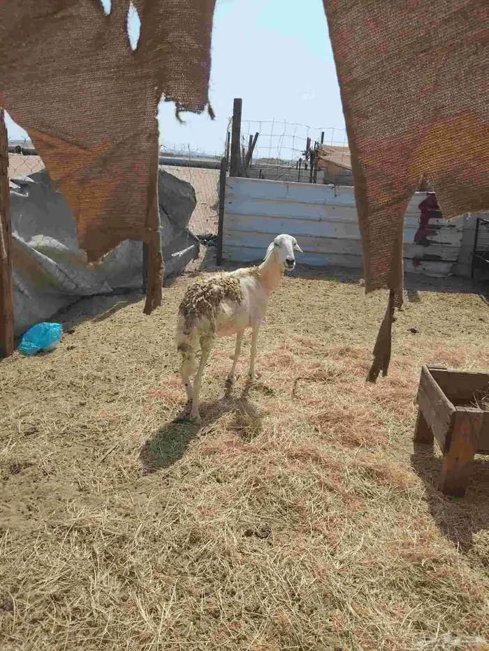 نعرض لكم نعجه طيبه 0