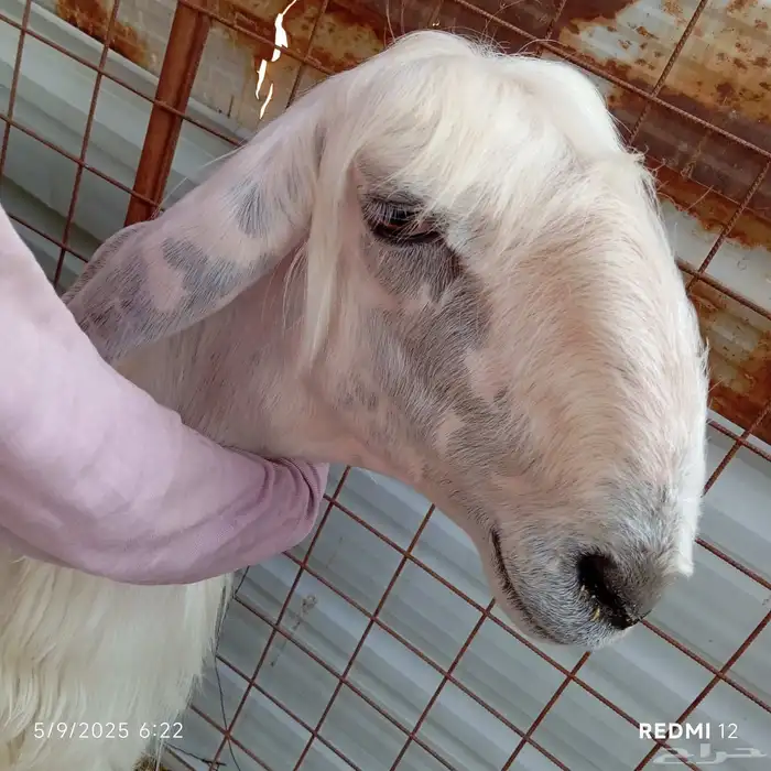 رخله عيسيه نجديه 0