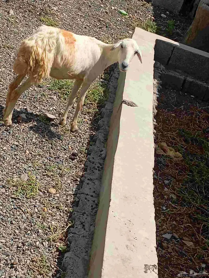 بسم الله مشاء الله نعجه منتوج معها رخل سن ثني 0