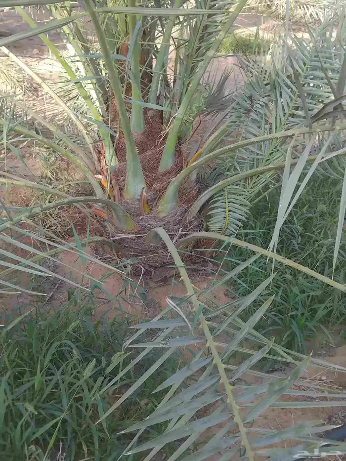 نخل وجثايث القصيم نخل طيب سعرنامعقوله 2