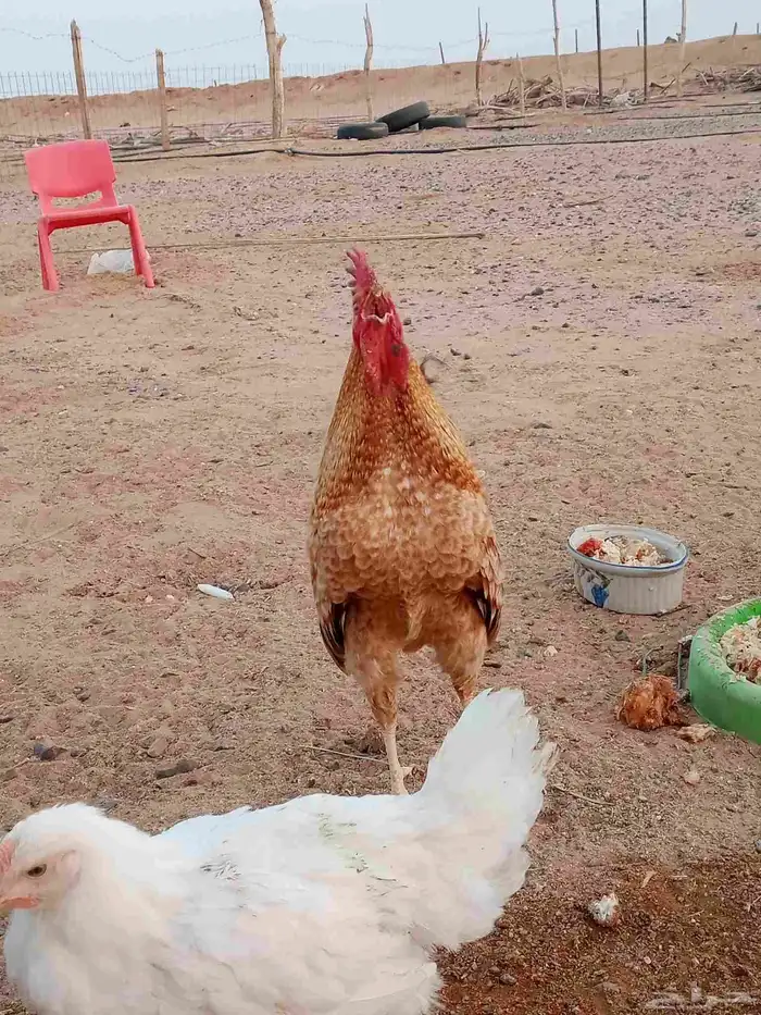 دجاج بلدي بياض 3