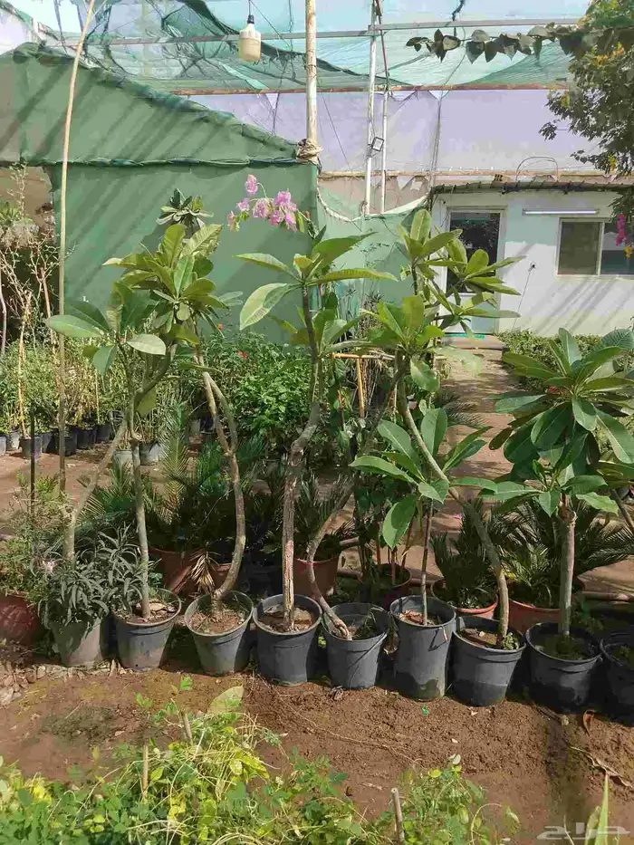 يوجد لديناء اشجار مثمر 2