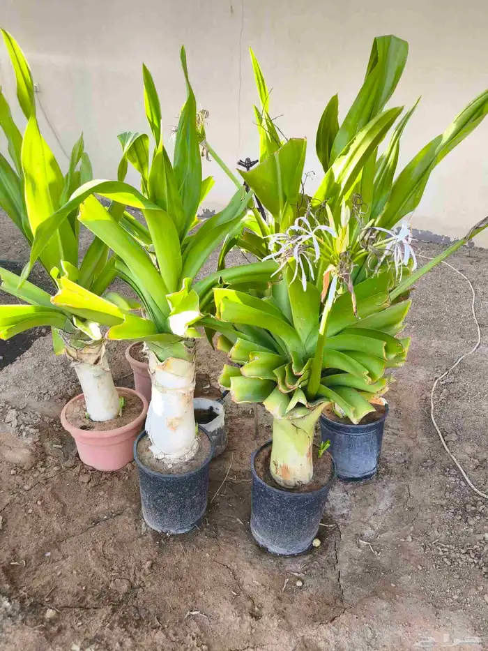 شتلات زنبق العنكبوت أحجام كبيره للبيع 0