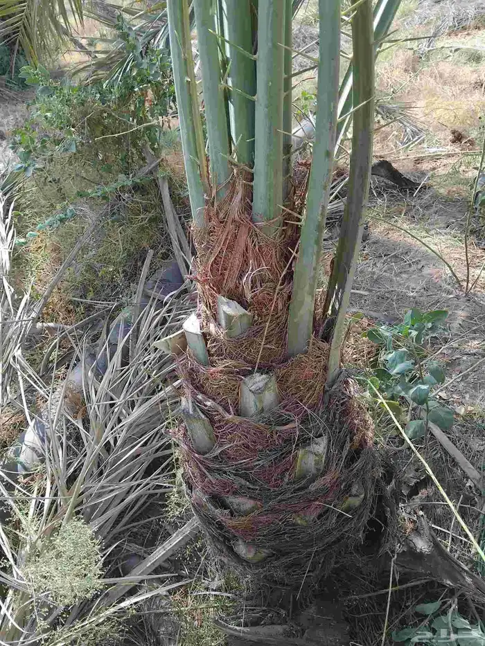 نخل وجثايث القصيم نخل طيب سعرنامعقوله 0