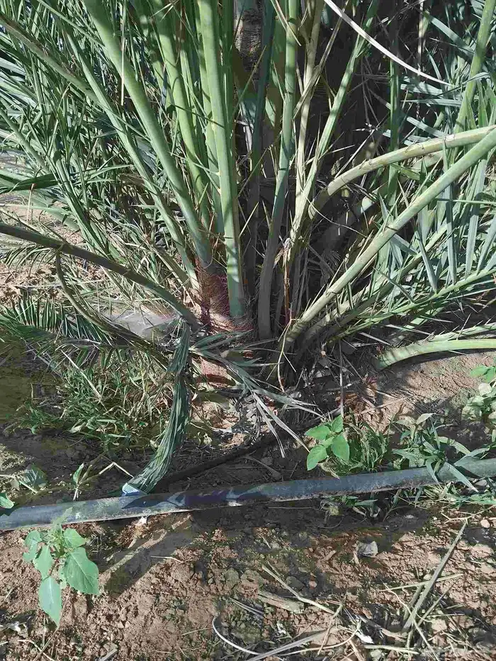 نخل وجثايث القصيم نخل طيب سعرنامعقوله 4