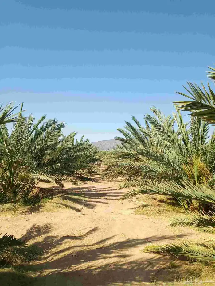 سلام عليكم زبائن الكرام يوجد لدينا نخل طيب وسعر مناسب 9