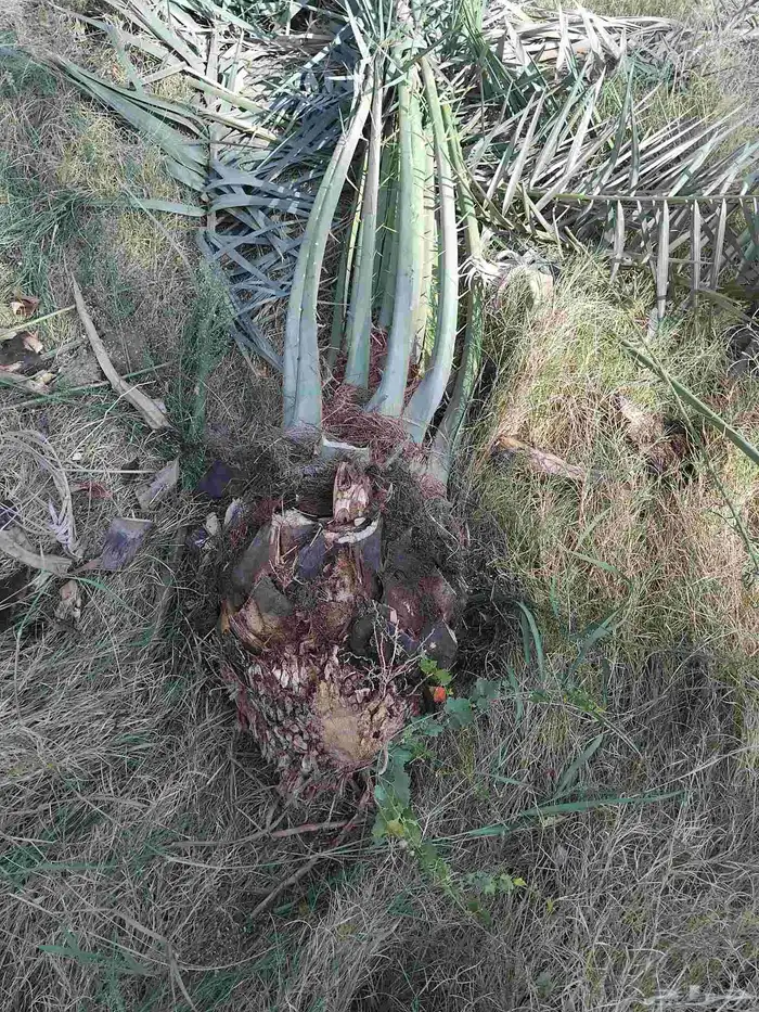 نخل وجثايث القصيم نخل طيب سعرنامعقوله 3