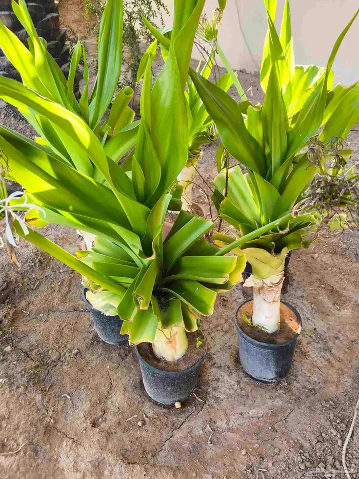 شتلات زنبق العنكبوت أحجام كبيره للبيع 1