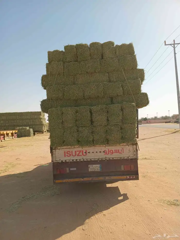 الرياض. برسيم. طيب. مره. حق. المزنب. العدد. 250. حبه. 0