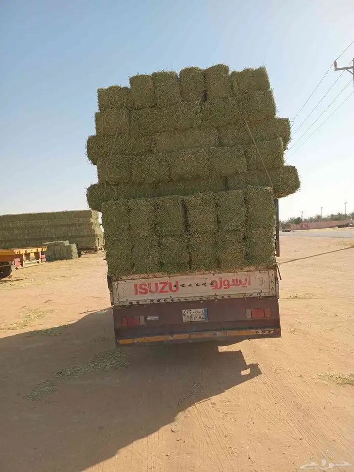 الرياض. برسيم. طيب. مره. حق. المزنب. العدد. 250. حبه. 1