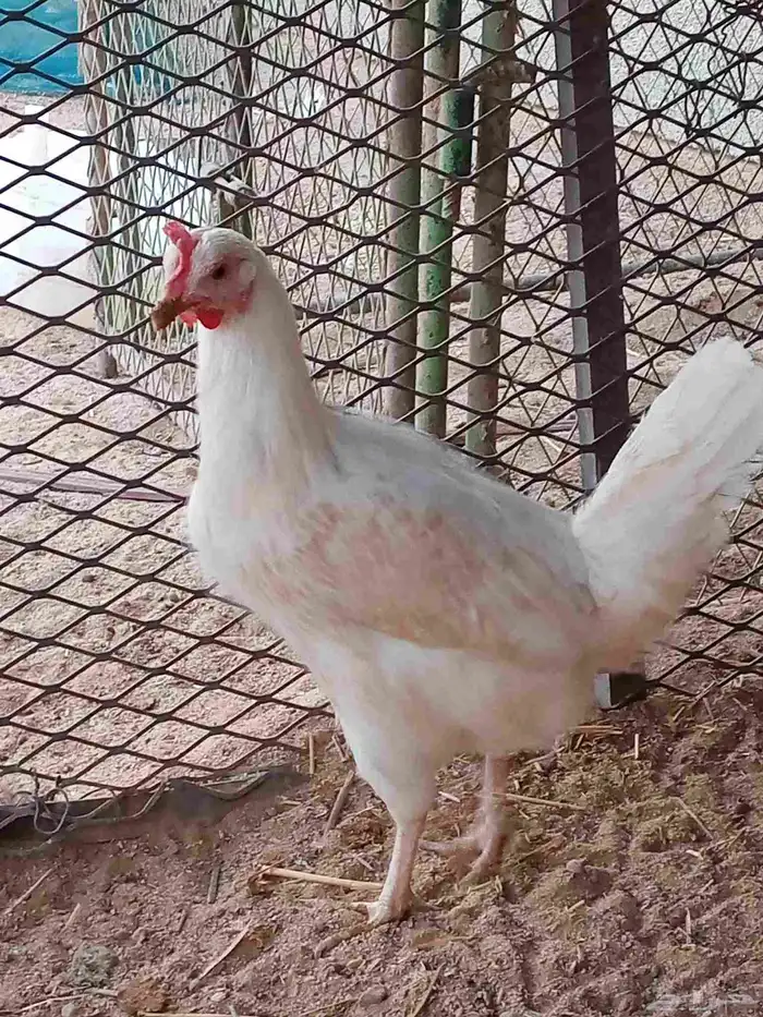 دجاج بلدي بياض 0