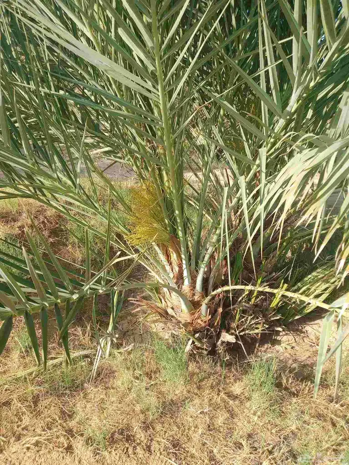 سلام عليكم زبائن الكرام يوجد لدينا نخل طيب وسعر مناسب 7