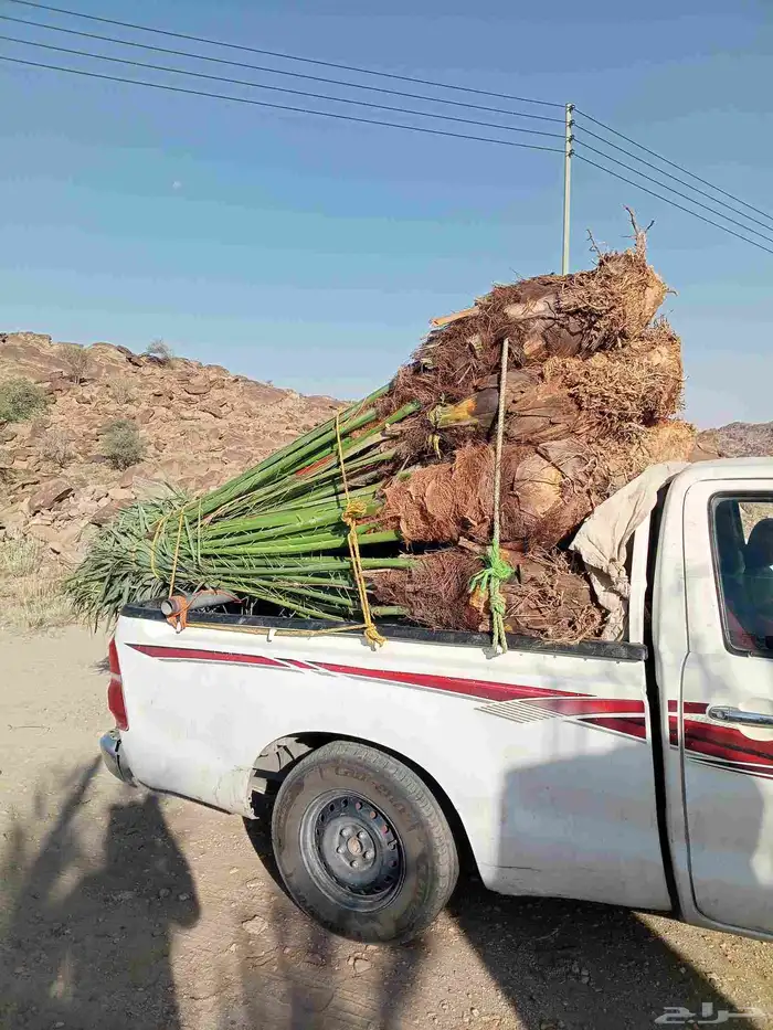 يوجد لدينا نخيل للبيع 9