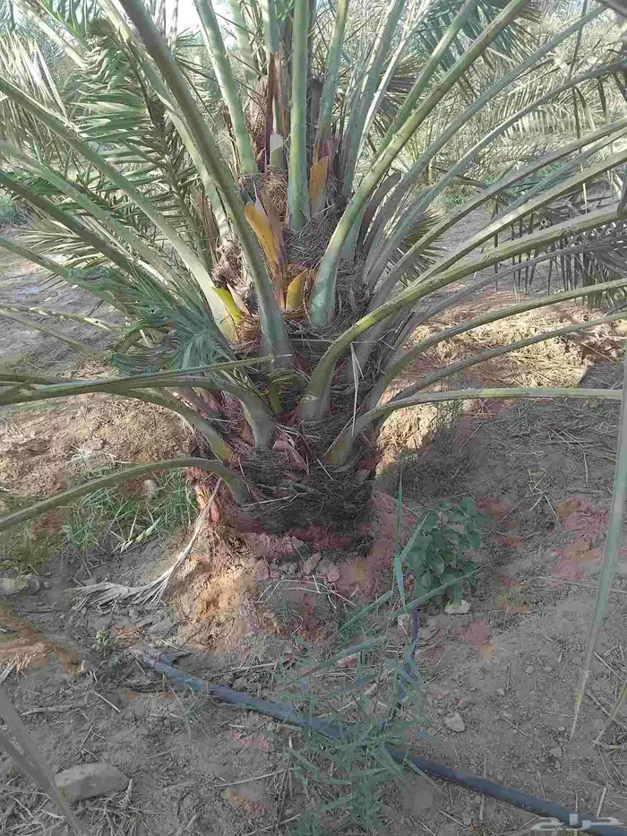 نخل وجثايث القصيم نخل طيب سعرنامعقوله 1