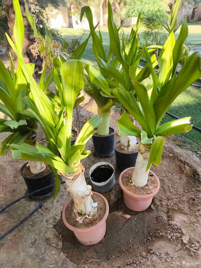 شتلات زنبق العنكبوت أحجام كبيره للبيع 2