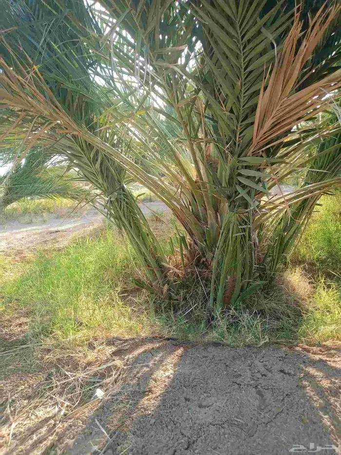 سلام عليكم زبائن الكرام يوجد لدينا نخل طيب وسعر مناسب 8
