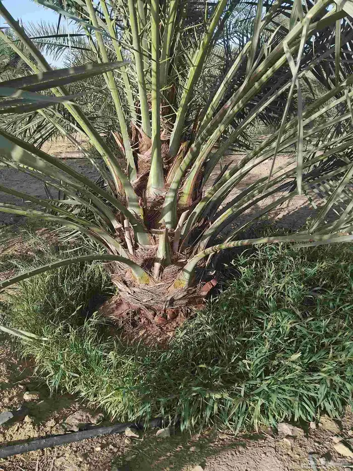 نخل وجثايث القصيم نخل طيب سعرنامعقوله 5