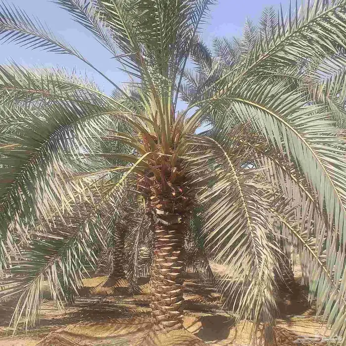 نخل جميع المقاسات درجه اولى من مترين الي خمسه متر هلاالي صق 3