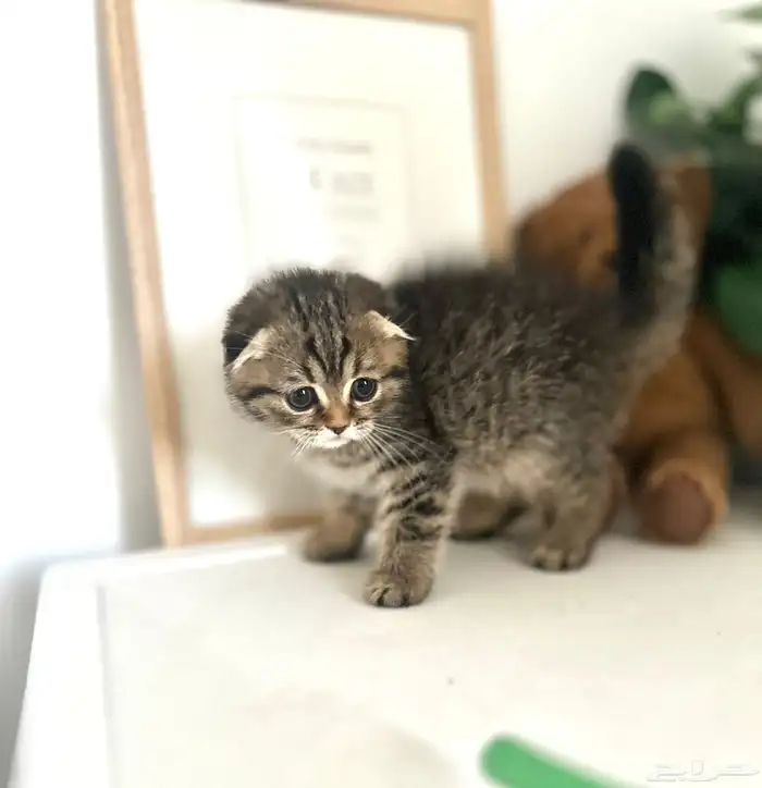 سكوتش فولد تايقر اقساط تابي 1