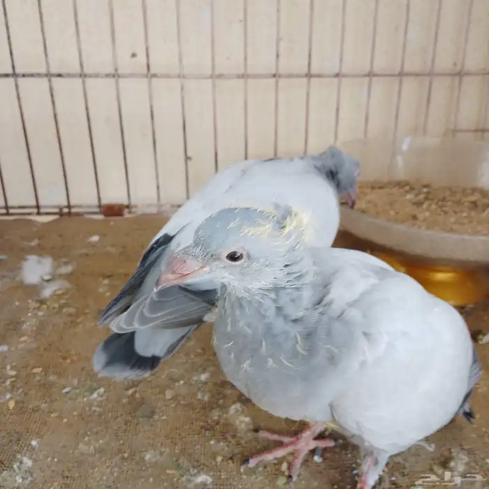 زوج زاجل معا فروخه 2