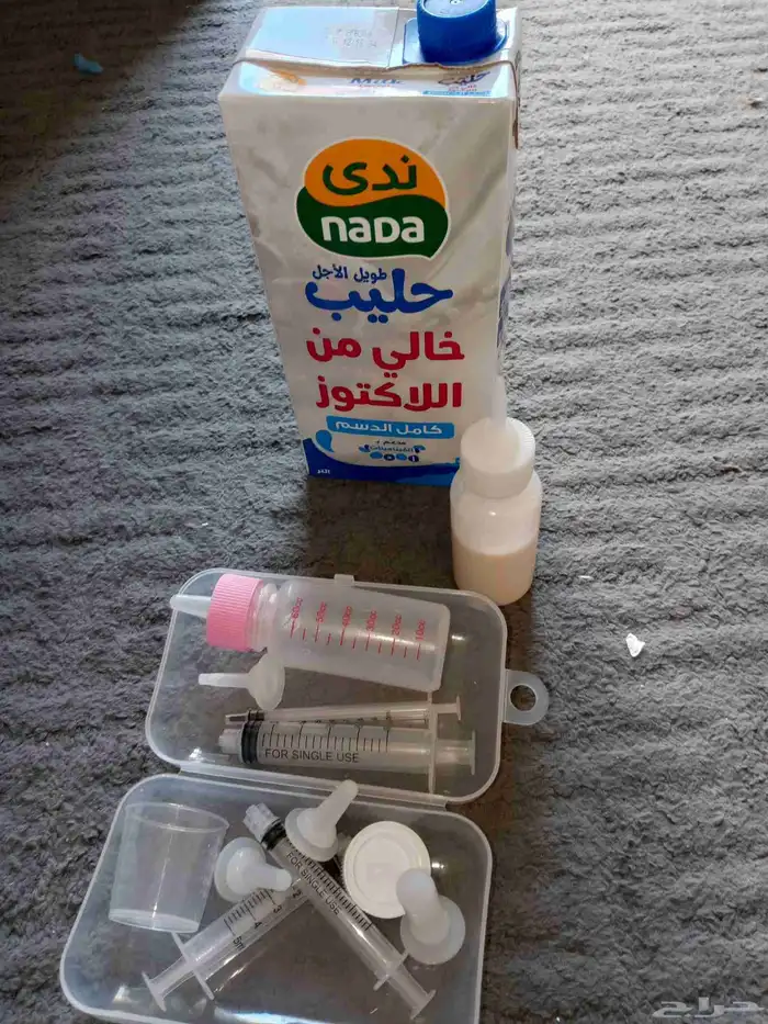قطط صغار لتبني صحتهم جيده 1