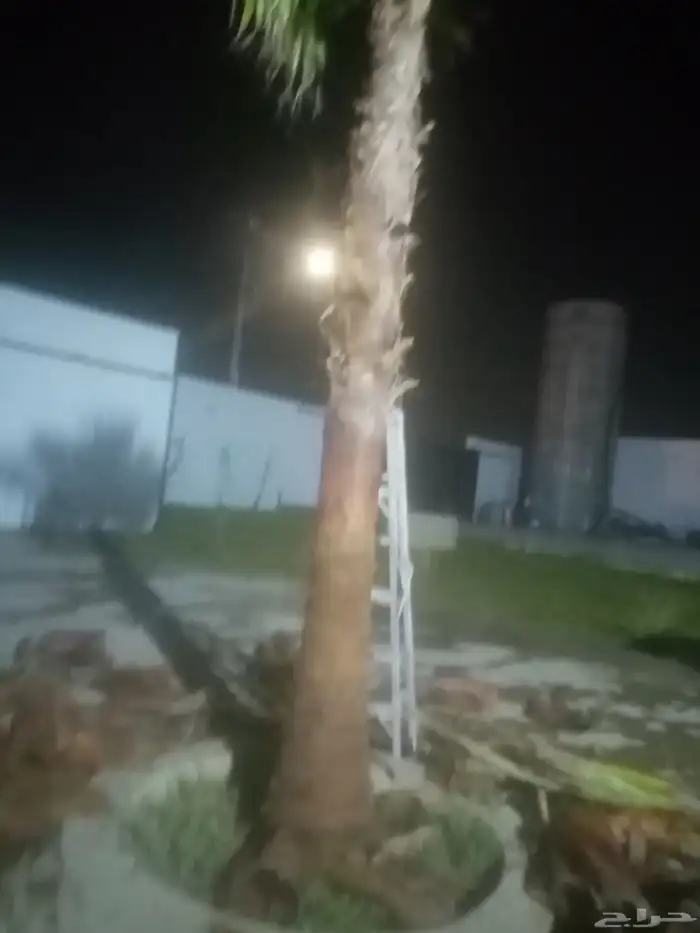 زرعه نخيل واشنطني واشجار 2