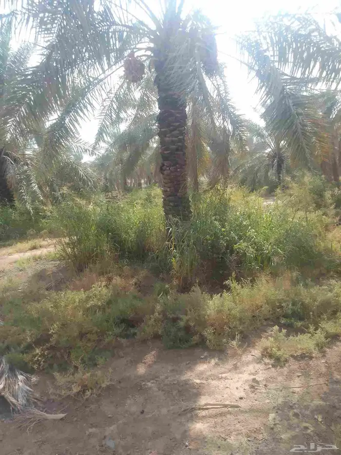 يوجد عمال براتب 2جنسيه يمنيه 0