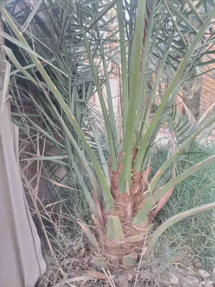 نخل فسائل ونقايل وجثايث 6