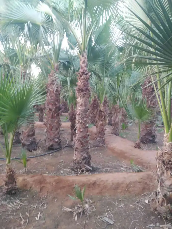 نخل مثمر فاخر نخل واشنطني زينه صقعي مجدول نبوت سلطان خلاص 3
