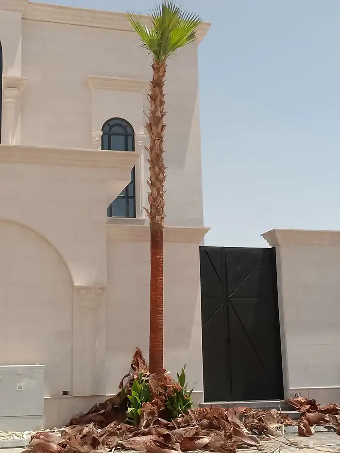 نخل واشنطن أمريكي ونخل ملوكي واشجار 8