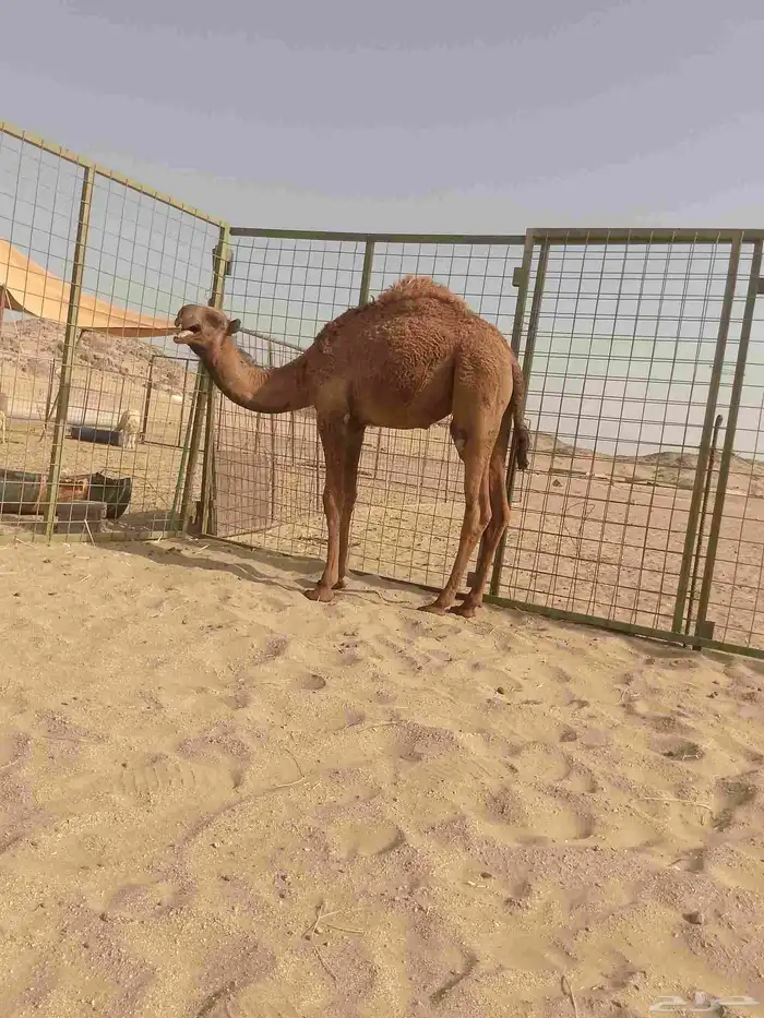 حاشي لباني 1