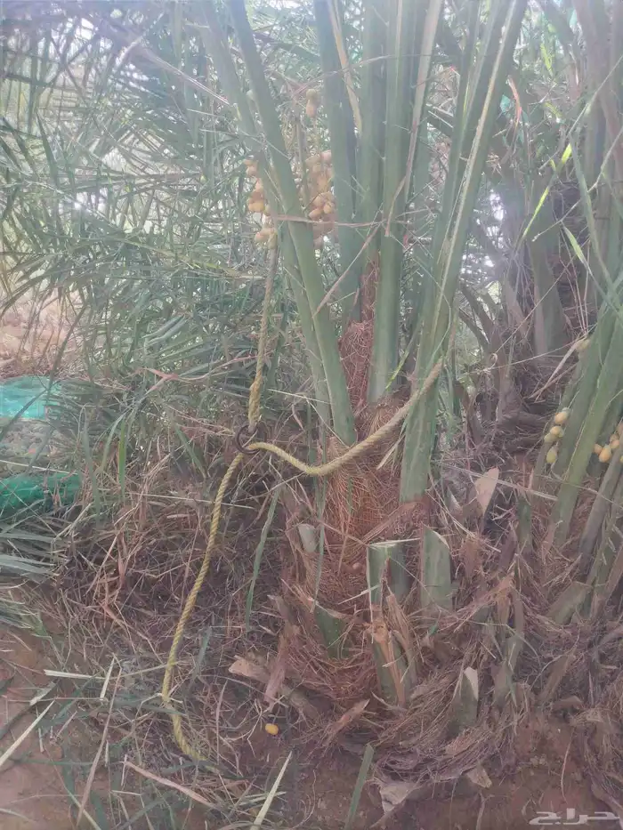 نخل فسائل ونقايل وجثايث 5