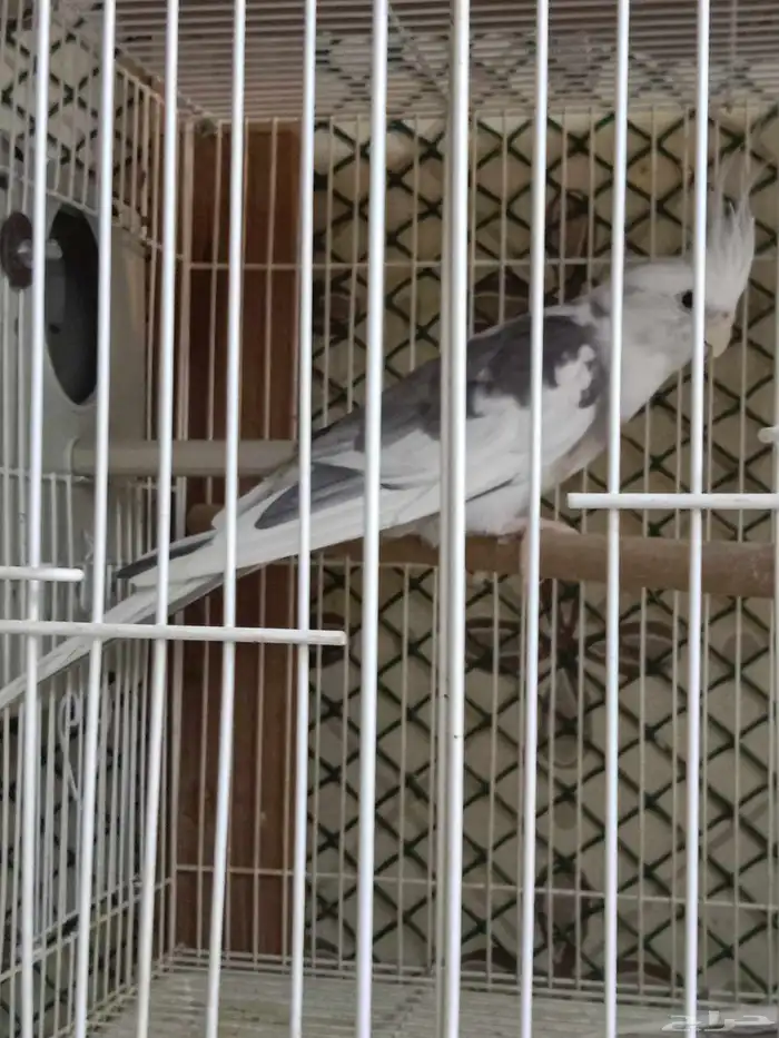 للبيع زوج كروان هولندي لون مميز الأنثى طفرة 5