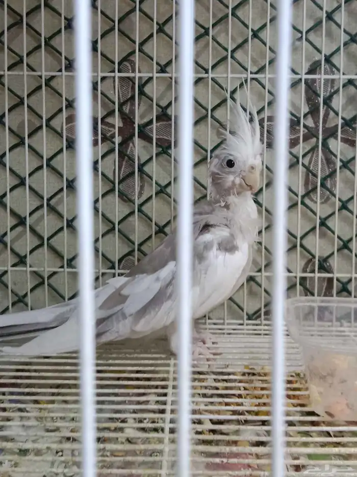 للبيع زوج كروان هولندي لون مميز الأنثى طفرة 1