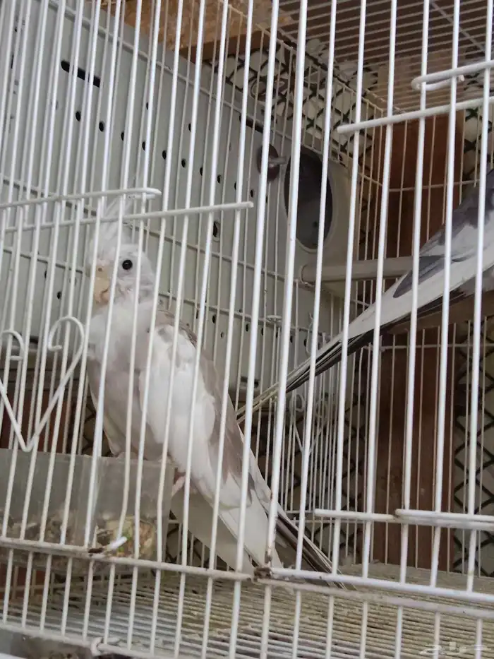 للبيع زوج كروان هولندي لون مميز الأنثى طفرة 6