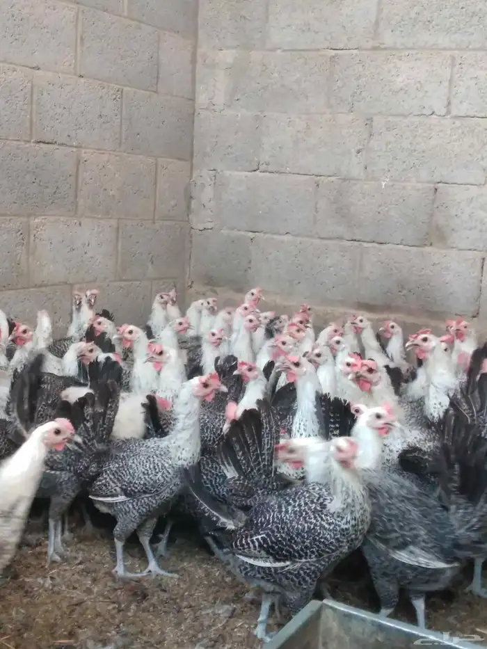 دجاج فيومى بياض 3