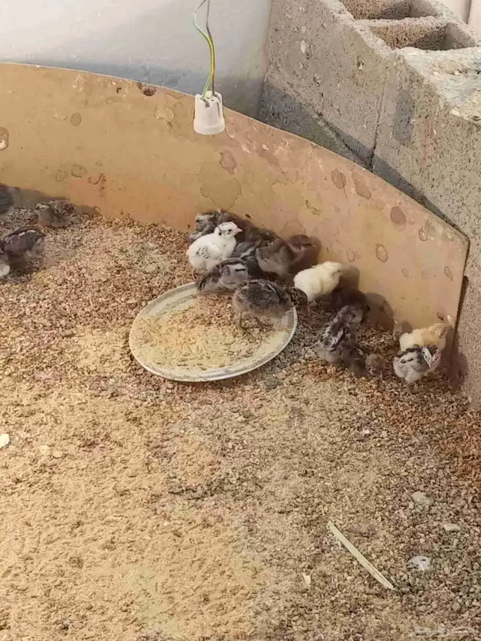 البيع صوص 0