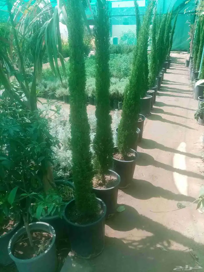 زرعه نخيل واشنطني واشجار 3