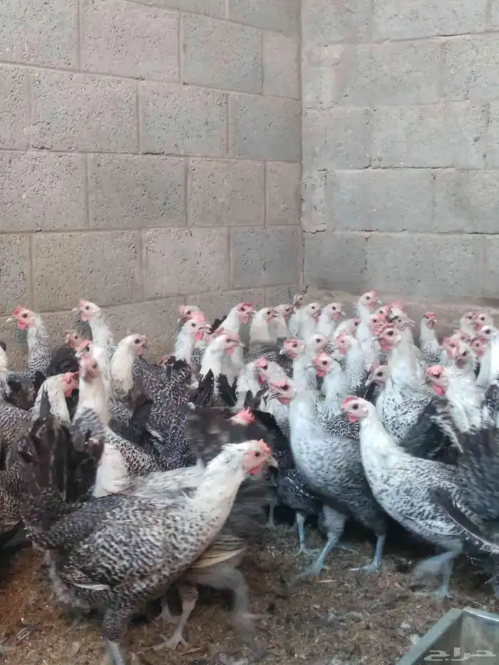 دجاج فيومى بياض 2